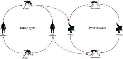 Human Urban Arboviruses Can Infect Wild Animals and Jump to Sylvatic Maintenance Cycles in South America